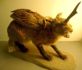 The wolper