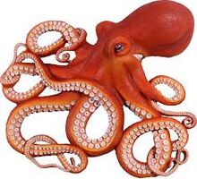 Octopus3