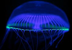 Flying jelly fish