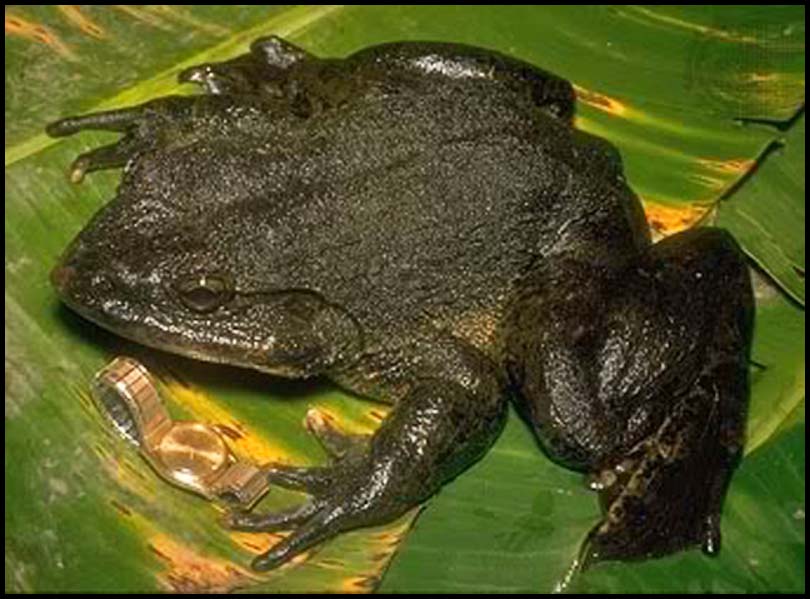 Goliath Frog | Cryptid Wiki | FANDOM powered by Wikia