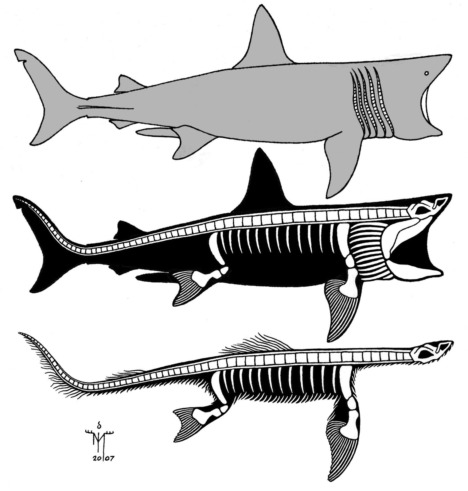 Image - 21.Basking shark-plesiosaur.jpg | Cryptid Wiki | FANDOM ... for Great White Shark Diagram
70ref Image - 21.Basking shark-plesiosaur.jpg | Cryptid Wiki | FANDOM ... for Great White Shark Diagram
70ref