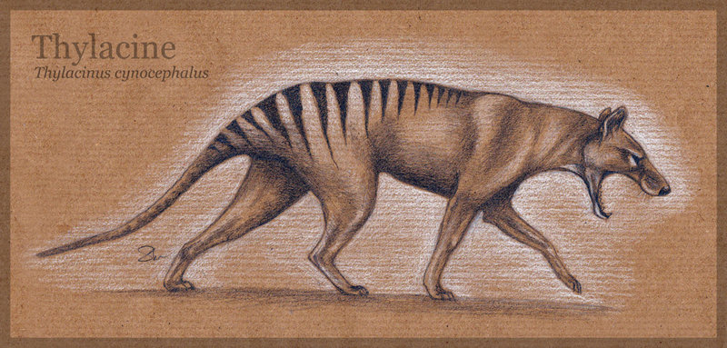 image thylacine by mo ffie d53yj8w jpg cryptid wiki fandom thylacine size