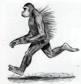 Spiny-backed chimpanzee, Philippe Coudray