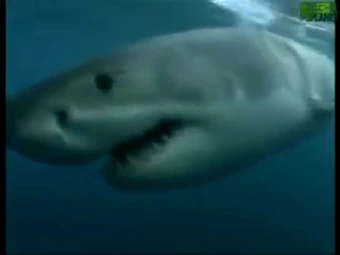 Canadian And Cuban Albino Shark Cryptid Wiki Fandom