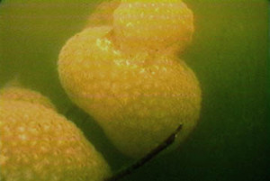 Sewer bryozoa