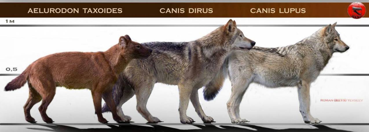 Dire Wolf | Cryptid Wiki | Fandom
