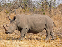 White-Rhino