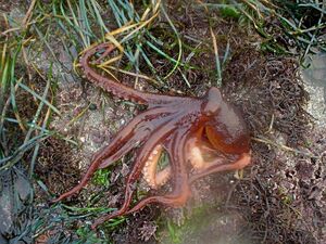 Pacific Northwest Tree Octopus Cryptid Wiki FANDOM Powered By Wikia   300