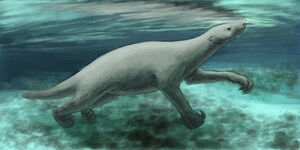 THALASSOCNUS 1