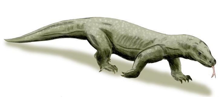 megalania cryptid wiki fandom powered by wikia megalania size comparison