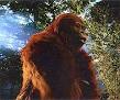 Gigantopithecus-0