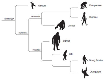 crypto hominid