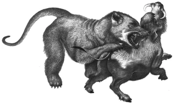 Bear Dogs Cryptid Wiki Fandom