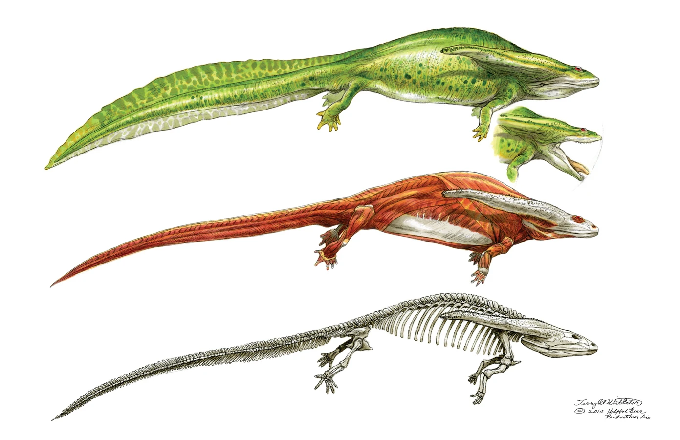 Diplocaulus | Cryptid Wiki | FANDOM powered by Wikia