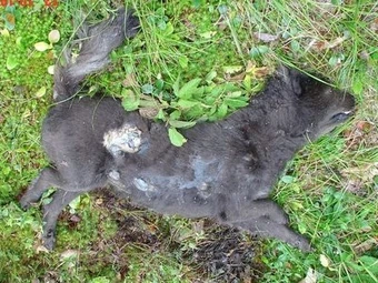 The Turner Beast Mutant Canine Cryptid Wiki Fandom