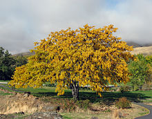 Gleditsia triacanthos Maryhill Museum 01