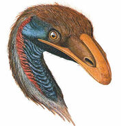Moa (Megalapteryx)