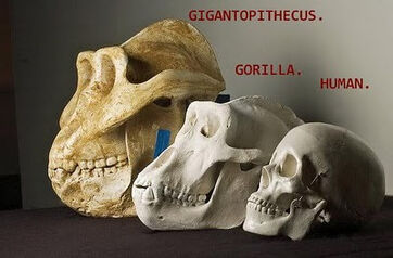 Gigantopithecus3