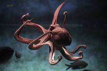 Octopus 4