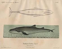 Gigliolis whale