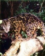 Clouded leopard