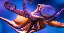 Octopus1