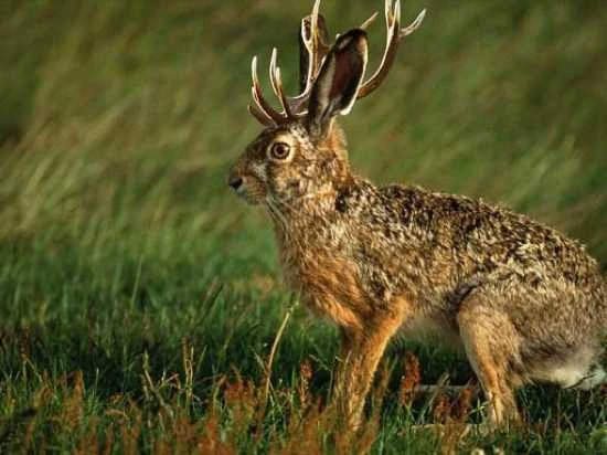 Jackalope | Cryptid Wiki | FANDOM powered by Wikia