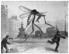 Mosquito picadilly