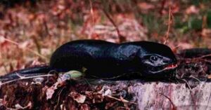 Tsuchinoko