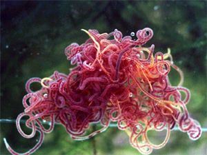 Sewer annelid