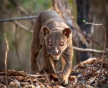 Fossa-Animals-Danger