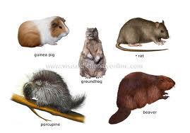 Rodents