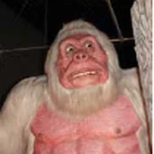 Foto Hewan Yeti