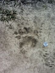 Bearfootprint
