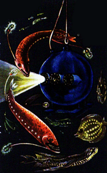 Beebe's Abyssal Fishes