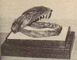 Giant snake of mt tsurugi