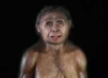 Homo