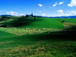 Dairy-Cattle-New-South-Wales-Australia-1