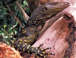 Varanus Bitatawa