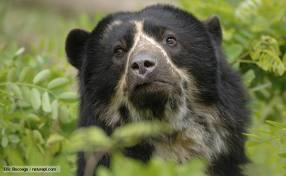 Spectacled bear