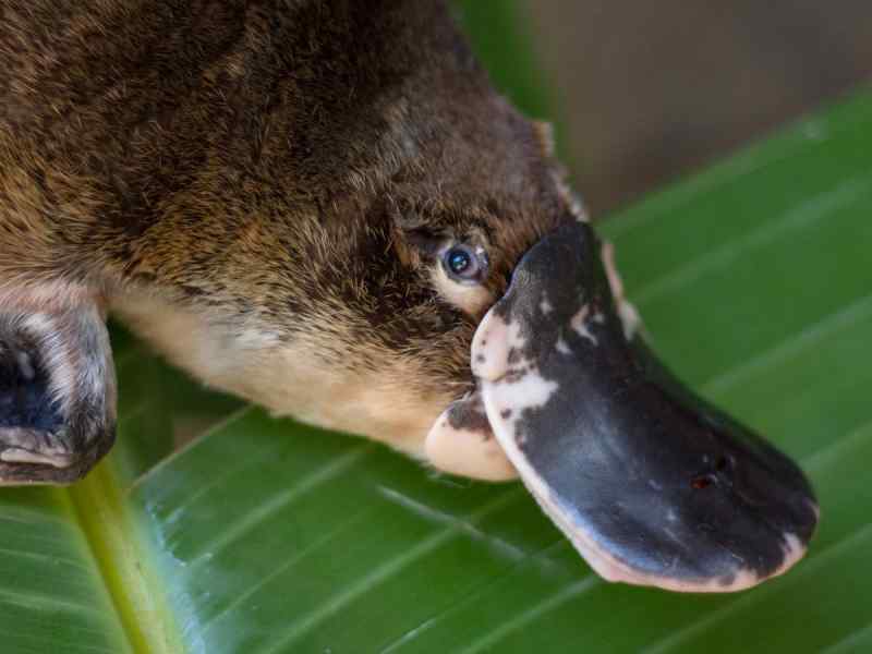 fat platypus fat platypus