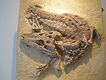 Gatorfossil