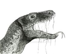 Komodo Dragon