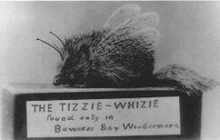 Tizziewizzie