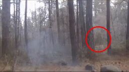 monster mogollon screams research bigfoot sighting capture growls