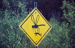 Giant bug