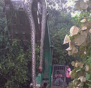 BigSnake1