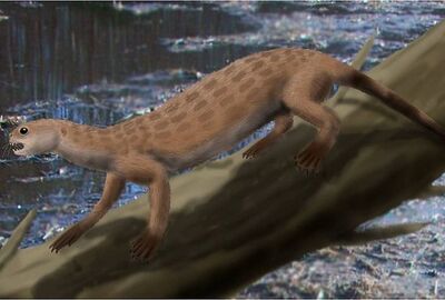 Waitoreke