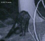 Big foot.2