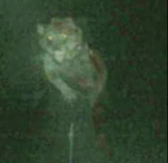 Michigan Dogman | Cryptid Wiki | Fandom